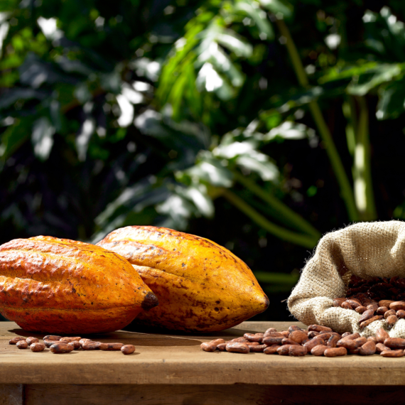 Producción De Cacao En Ecuador Y Su Impacto Económico Del Monte Ag 8789